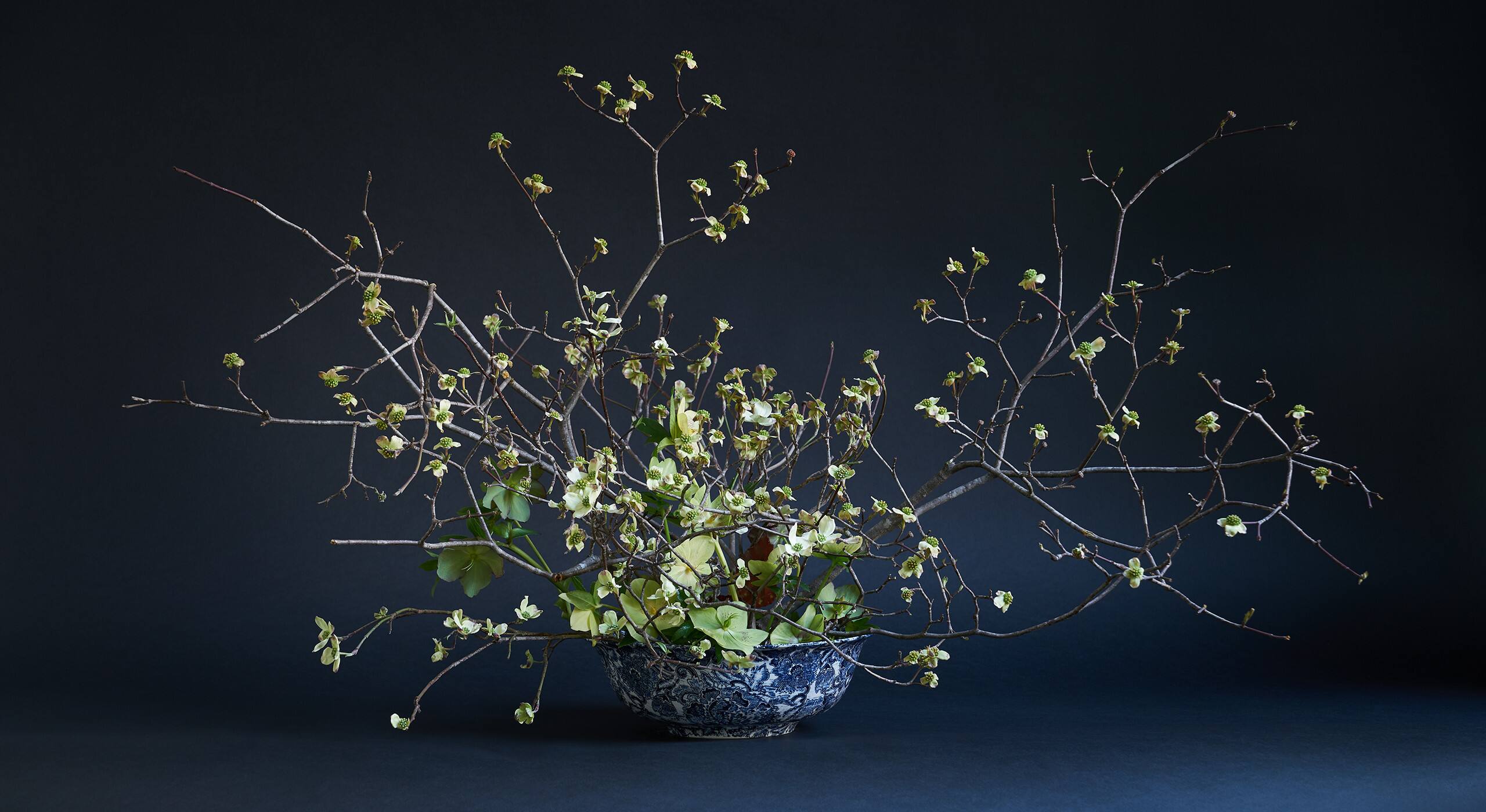 &laquo; J&rsquo;adore travailler avec les branches, et le cornouiller &agrave; fleurs est l&rsquo;un des arbustes les plus &eacute;vocateurs en raison de sa forme et de ses contorsions. Dans cette composition, les tiges sont ins&eacute;r&eacute;es dans un pique-fleurs kenzan, c&rsquo;est une technique japonaise qui permet de laisser beaucoup d&rsquo;air entre les branches d&rsquo;un bouquet. On peut facilement le fixer au fond d&rsquo;une coupe avec un adh&eacute;sif sp&eacute;cial fleuriste que l&rsquo;on trouve dans le commerce et qui reste bien en place lorsque l&rsquo;on ajoute de l&rsquo;eau. L&rsquo;objectif est d&rsquo;exposer le superbe int&eacute;rieur de la coupe et de cr&eacute;er une impression d&rsquo;immersion. J&rsquo;ai ajout&eacute; une rose de Car&ecirc;me, la premi&egrave;re fleur &agrave; fleurir dans la neige avec le perce-neige. C&rsquo;est une fleur &agrave; cinq p&eacute;tales, mais qui a un lien direct avec la forme du cornouiller, et c&rsquo;est cette r&eacute;p&eacute;tition que je cherchais. Les seuls autres mat&eacute;riaux de cette composition sont des feuilles de b&eacute;gonia. Je les ai surtout dispos&eacute;es en arri&egrave;re-plan pour le plaisir de ceux qui voient ce bouquet depuis l&rsquo;arri&egrave;re. &raquo;