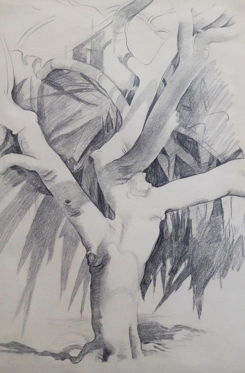 Georgia O&rsquo;Keeffe&rsquo;s graphite drawings of Bermuda&rsquo;s banyan trees